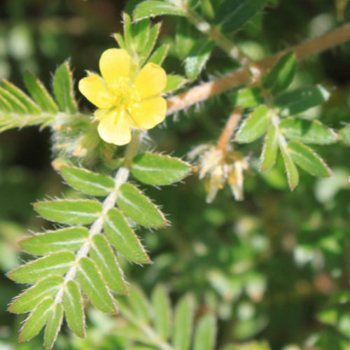 Santé Sexuelle : Comment raviver la flame dans un couple 5 Le Tribulus Terrestris