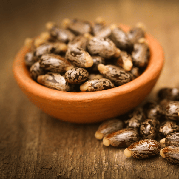 Quelles sont les méthodes de contraception naturelle ? 2 Les graines de ricin contraception naturelle africaine