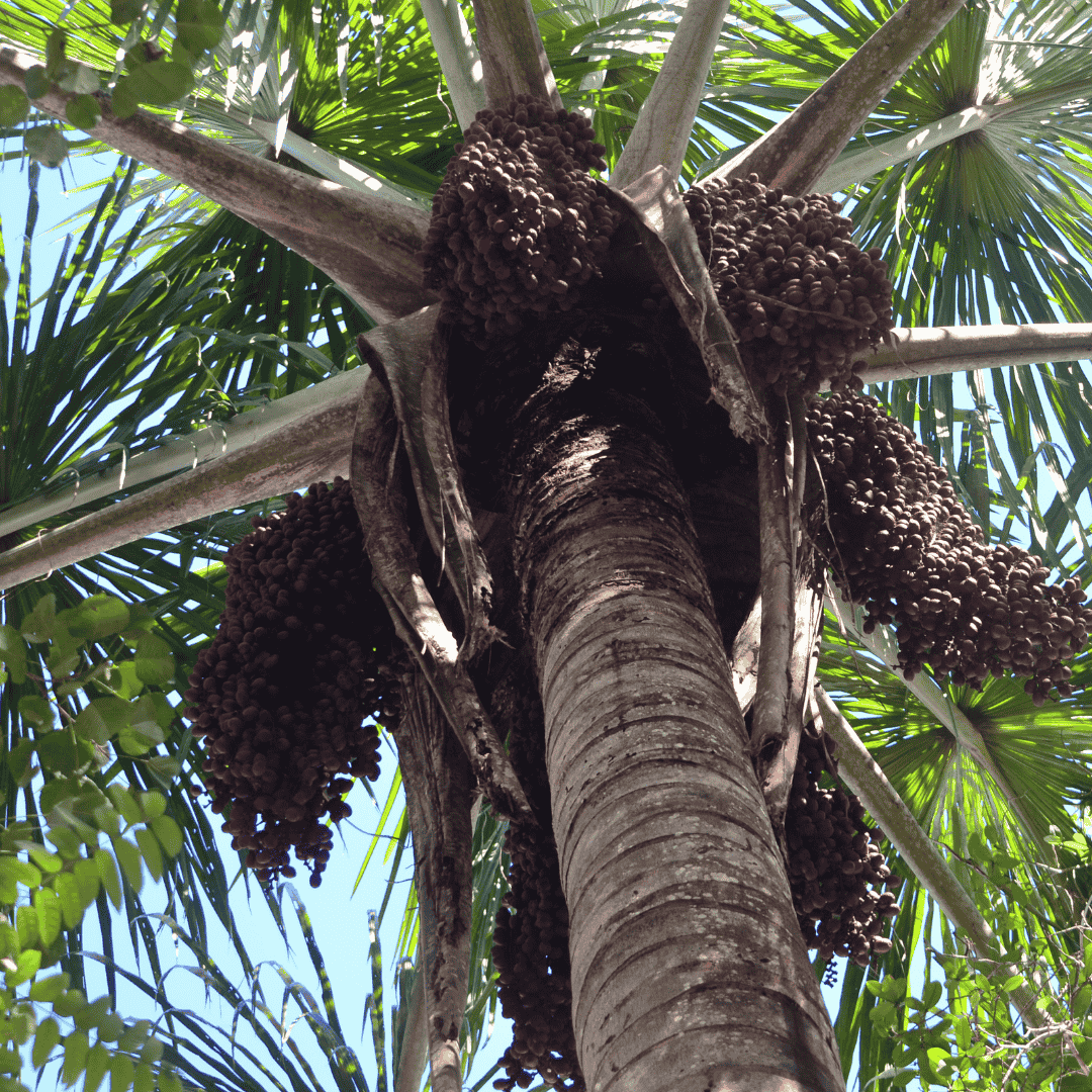 Aguaje : Le Superfruit Aux Incroyables Bienfaits Pour La Santé 2 Moriche Palm Tree with Moriche Palm Fruit also called Aguaje